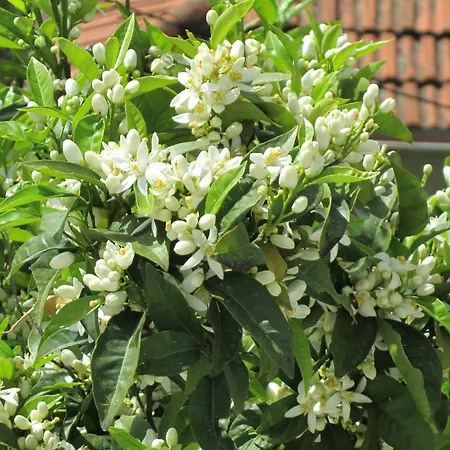 شقة Jelen دوبروفينك