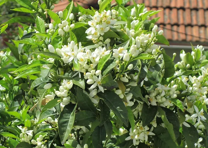 Apartman Jelen Dubrovnik