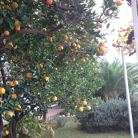 Apartamento Jelen *